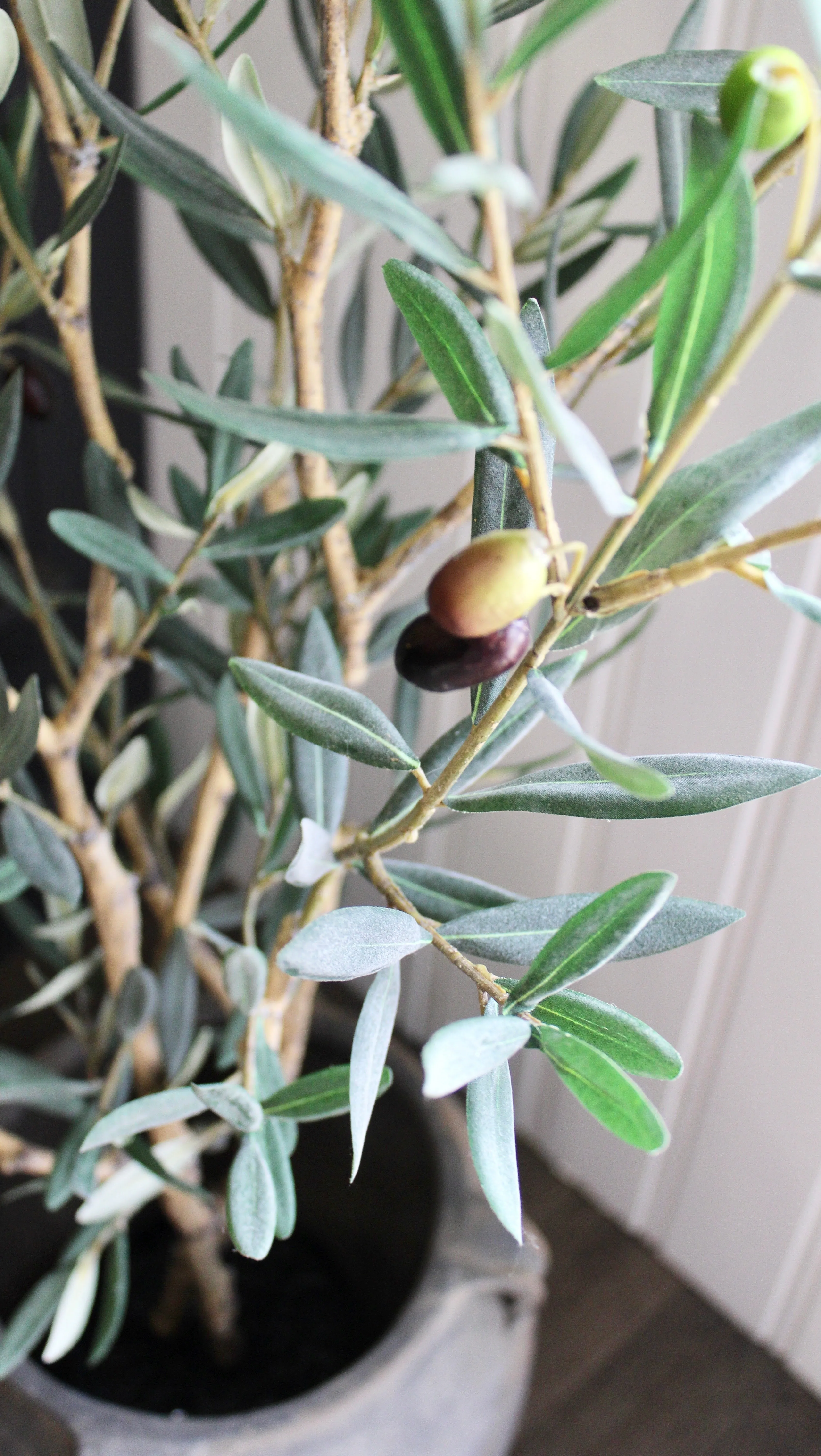 4' Olive Tree