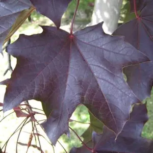 Acer platanoides Royal Red