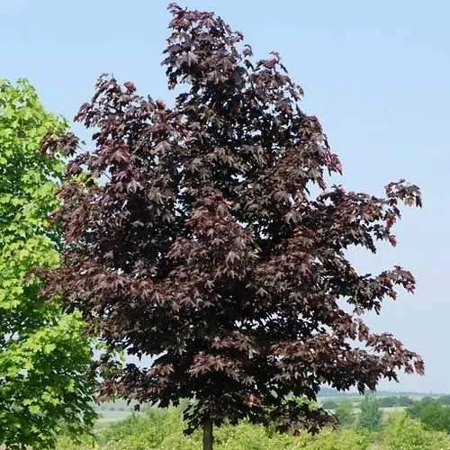 Acer platanoides Royal Red