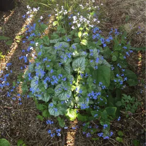 Bugloss:  Jack Frost -  2 Gal (VN)