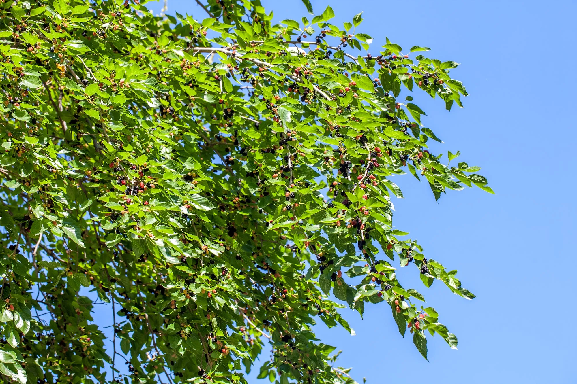 Dwarf Everbearing Mulberry Tree