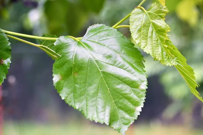 Dwarf Everbearing Mulberry Tree