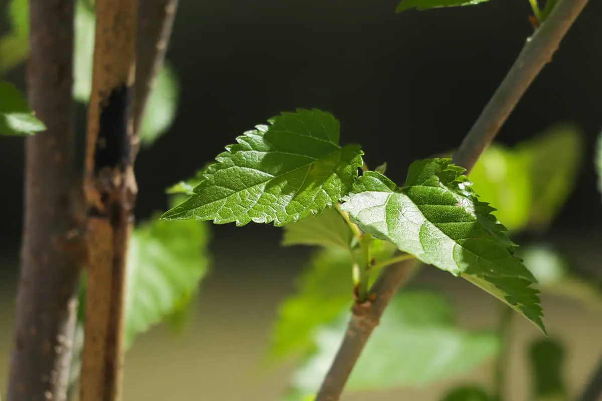 Dwarf Everbearing Mulberry Tree