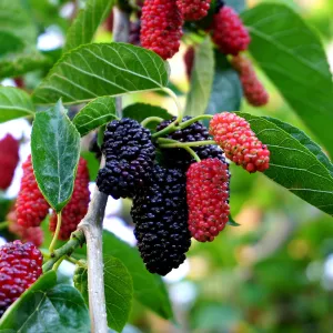 Dwarf Everbearing Mulberry Tree