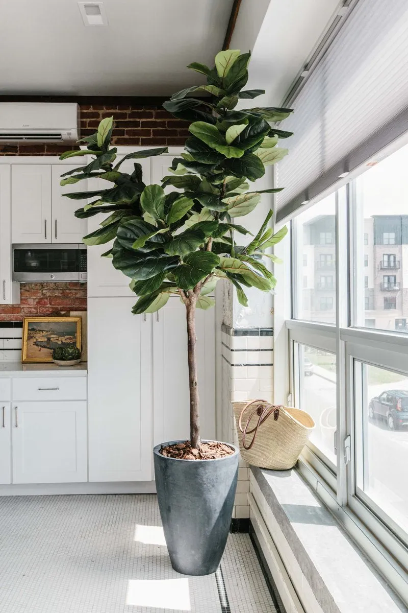 Fiddle Leaf Fig Tree 7.5'