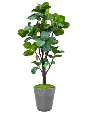 Fiddle Leaf Tree in Planter 96"