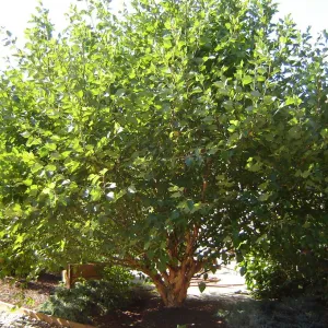 Fox Valley® Dwarf River Birch