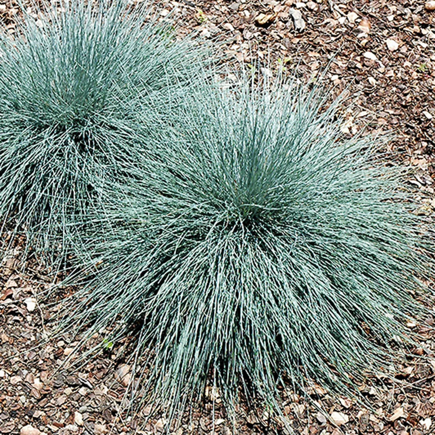 Grass: 'Beyond Blue Fescue' - 5 Gal(Bl)