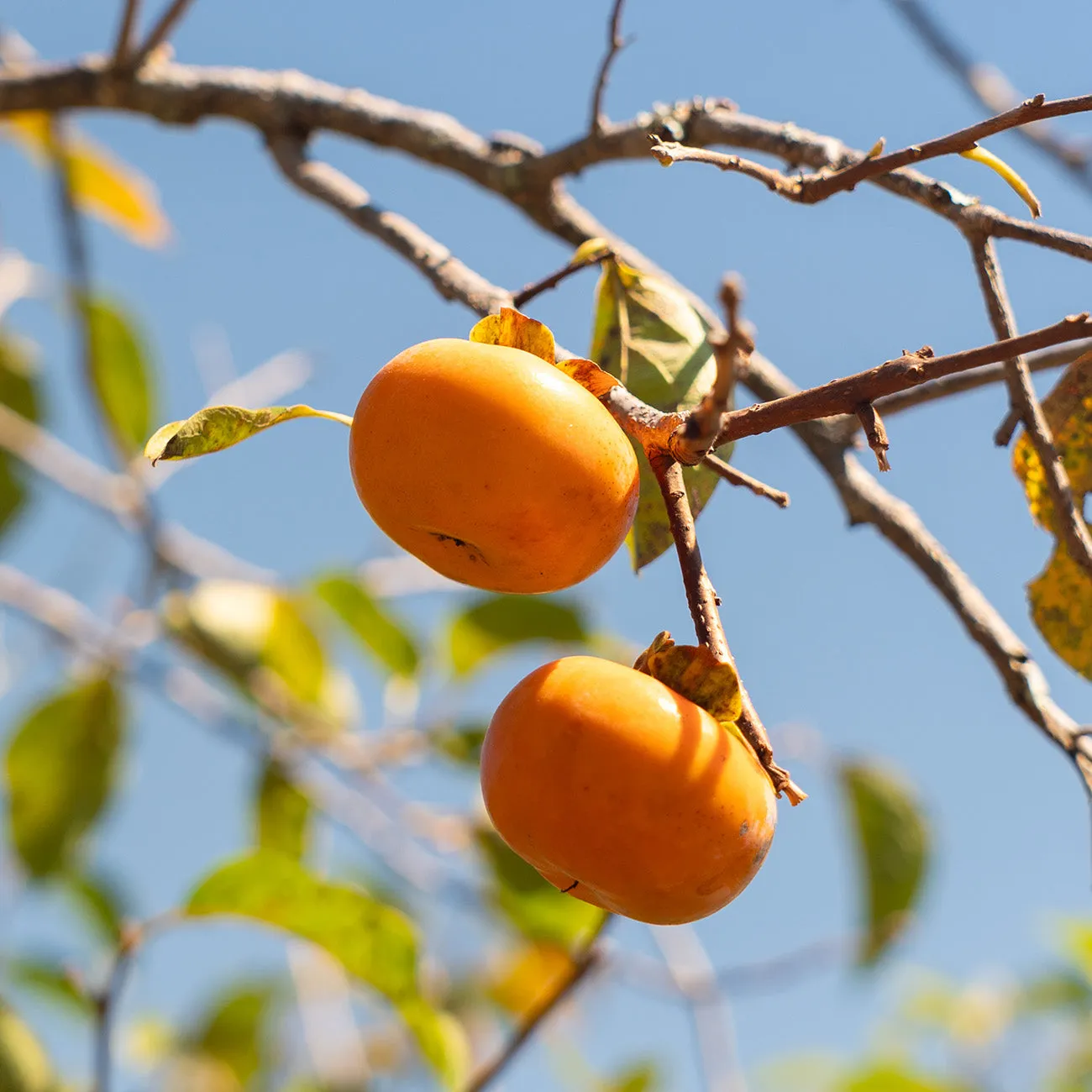 Matsumoto Persimmon Tree