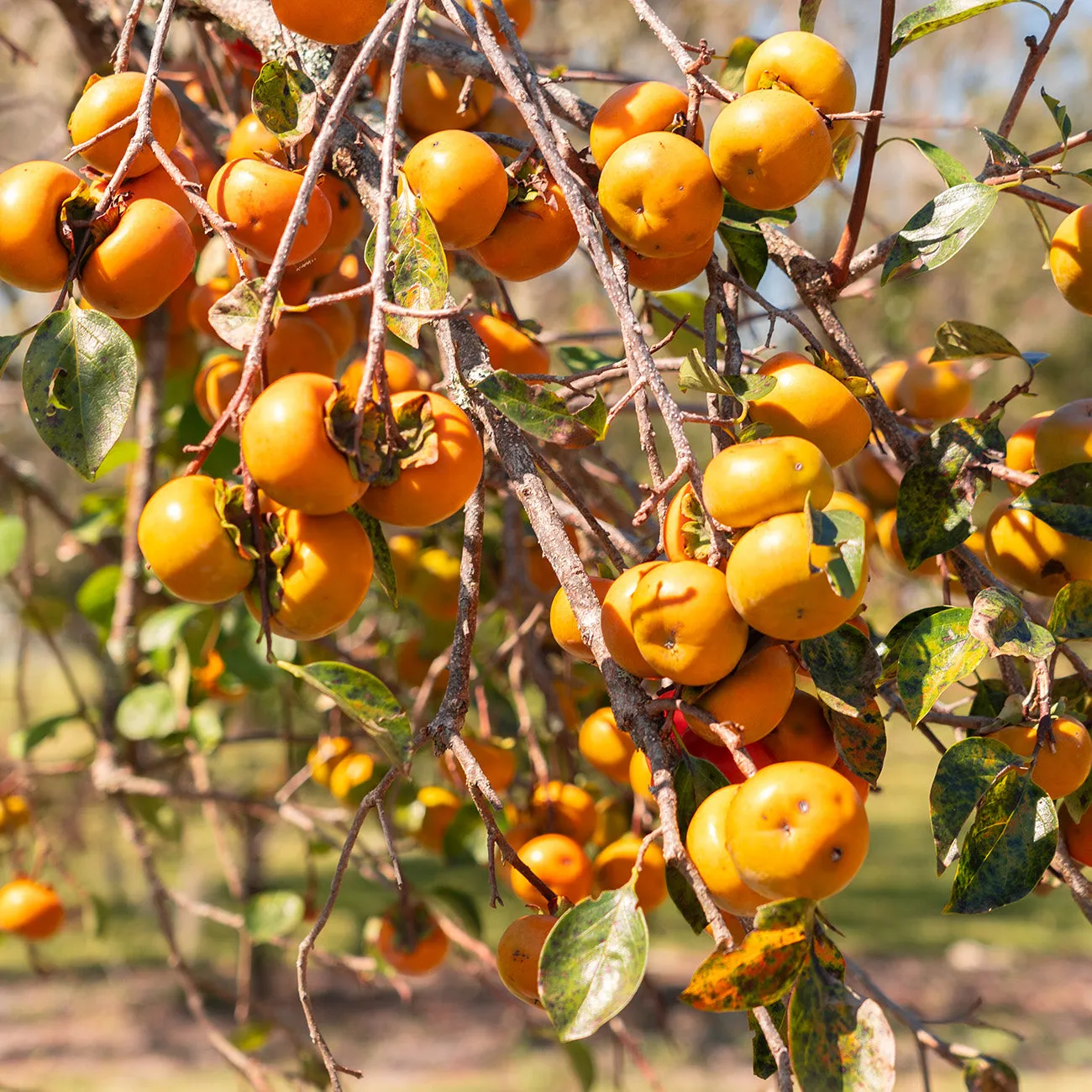 Matsumoto Persimmon Tree