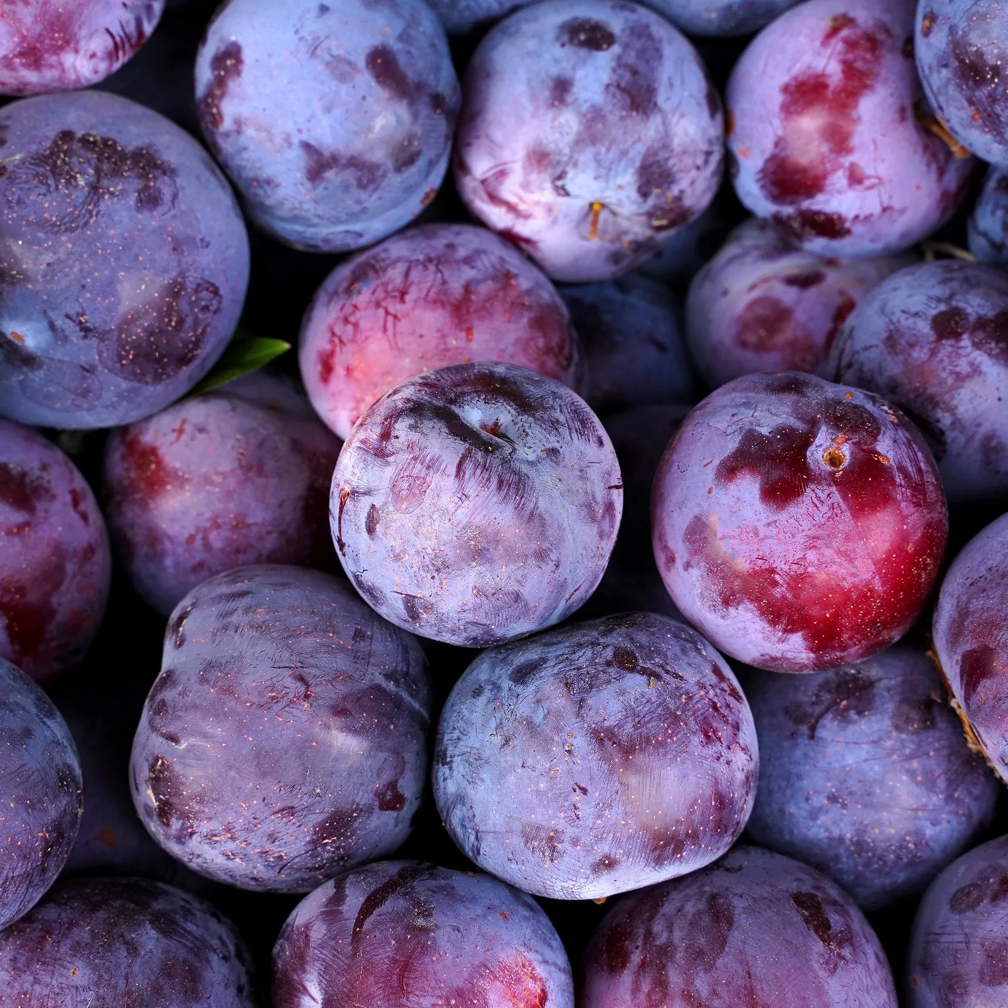 Methley Plum Tree