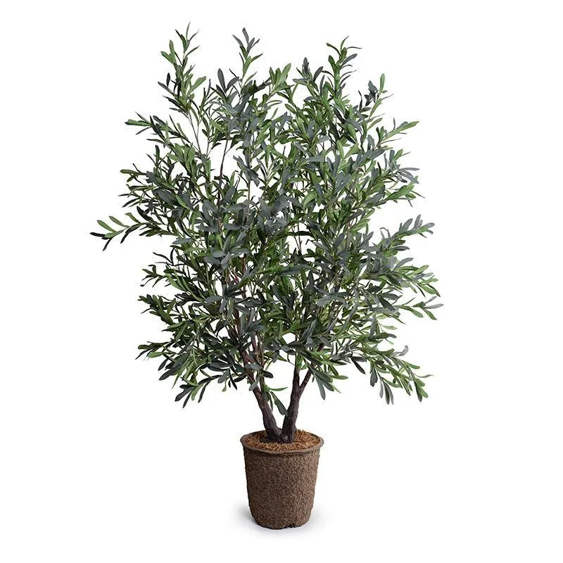 Olive Tree Double-Trunk 5.5'