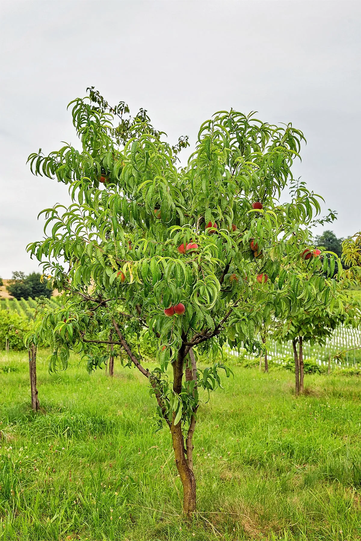 Peach Trees - Norman