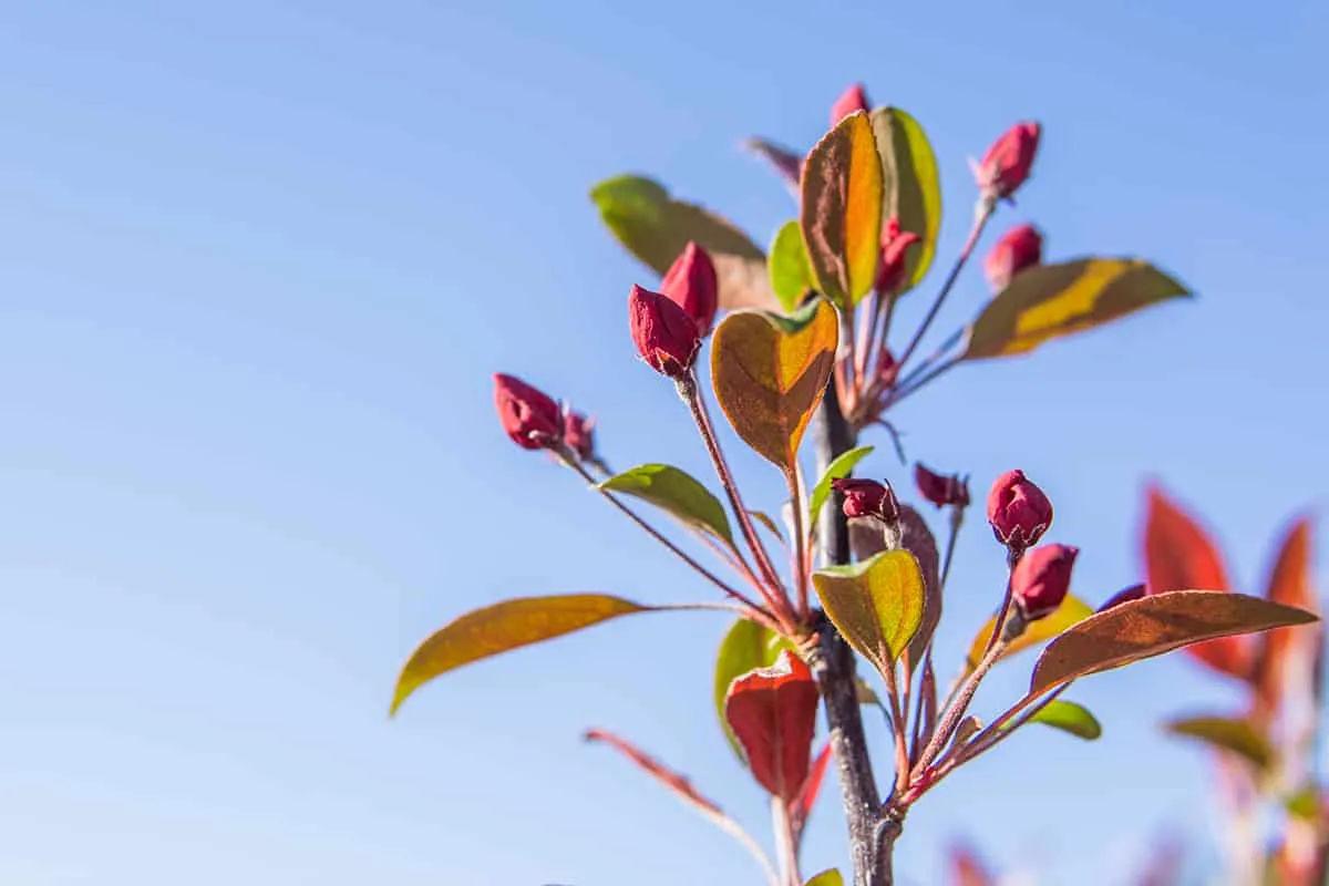 Pink Profusion Crabapple Tree