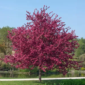 Pink Profusion Crabapple Tree