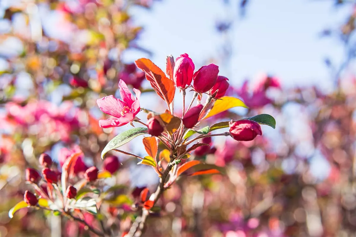 Pink Profusion Crabapple Tree