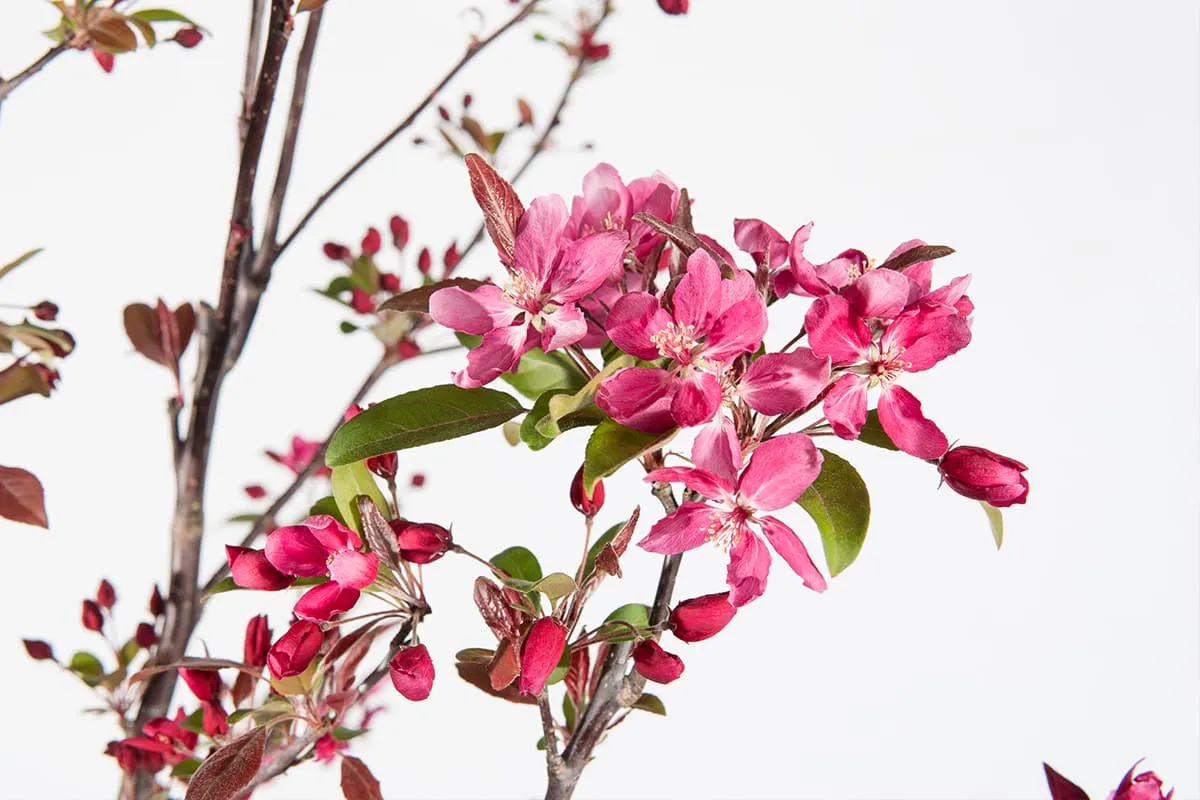 Pink Profusion Crabapple Tree