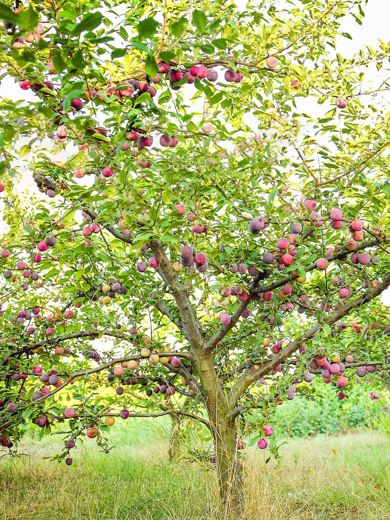 Plum Trees - Hanska