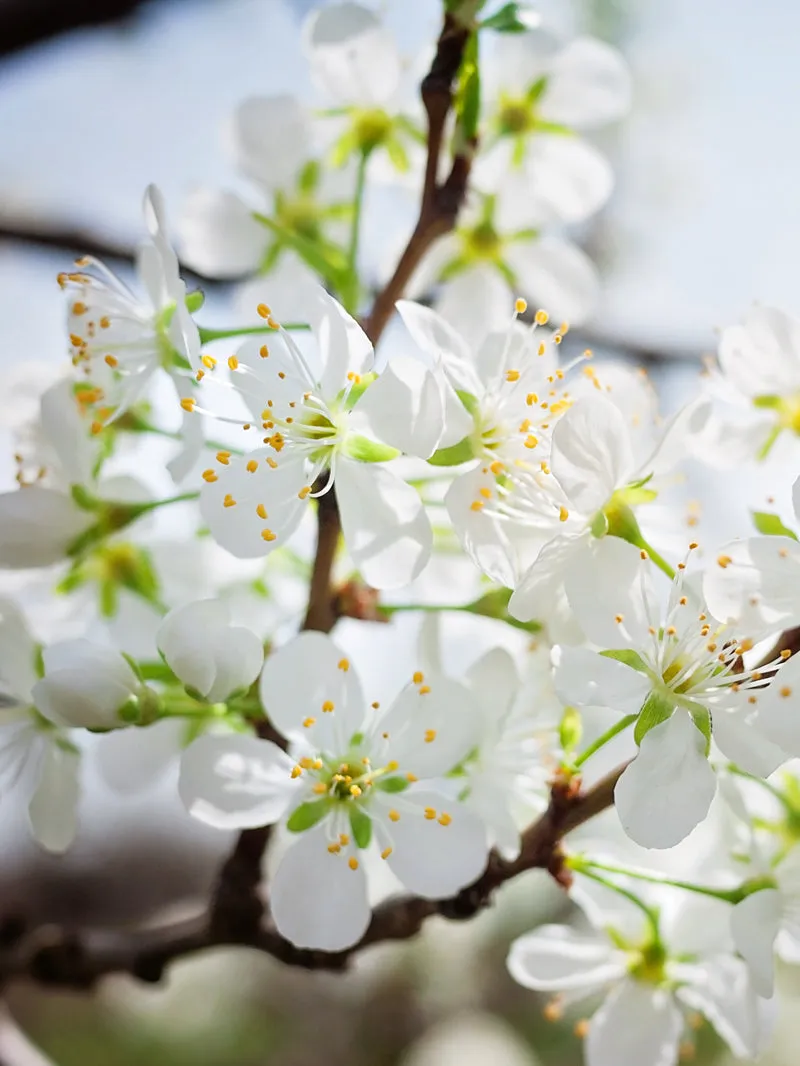 Plum Trees - Hanska