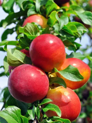 Plum Trees - Hanska