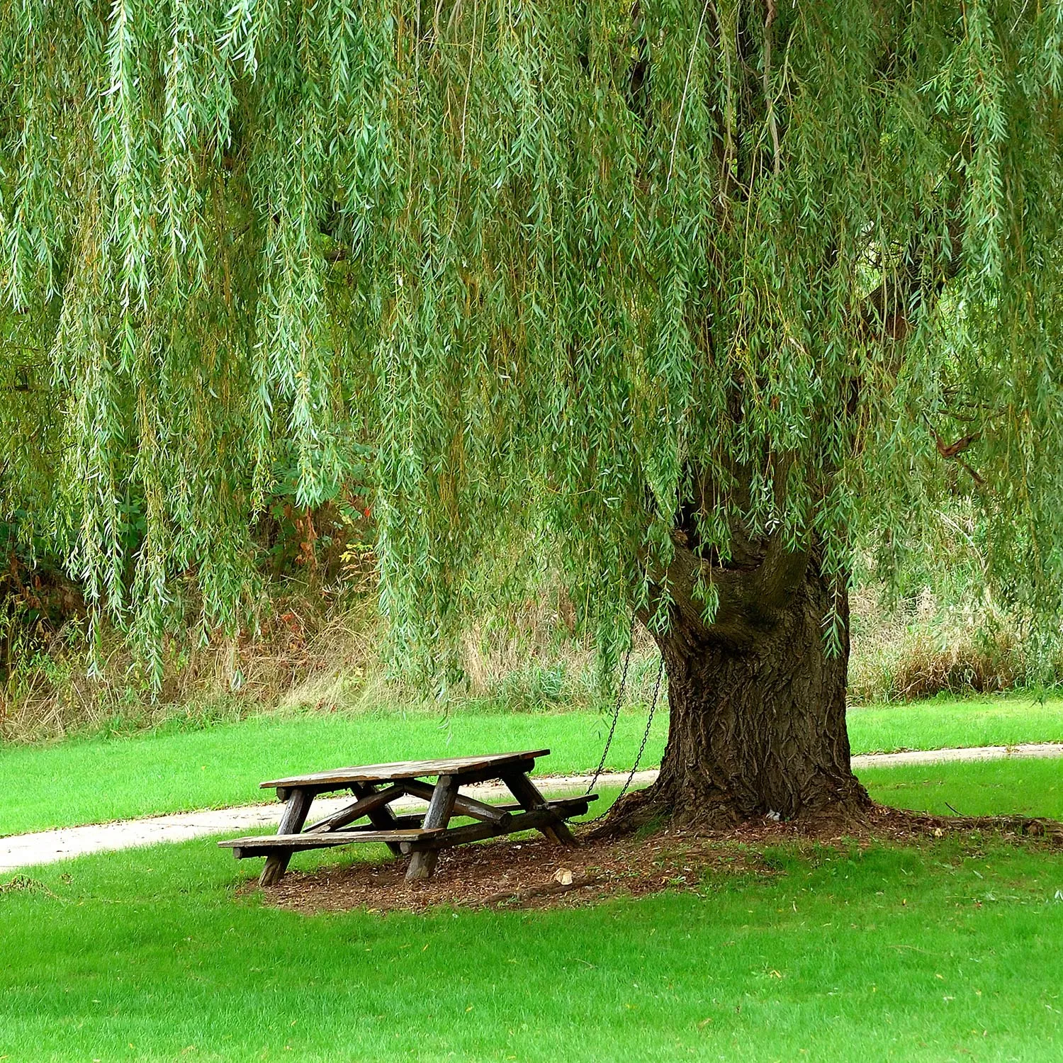 Weeping Willow Tree