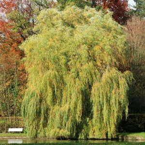 Weeping Willow Tree