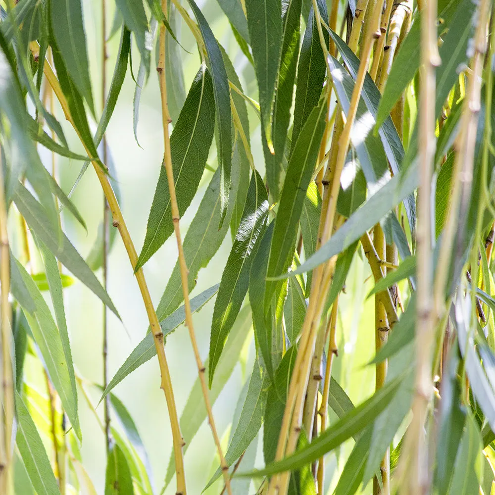 Weeping Willow Tree